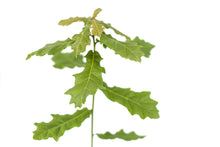 Load image into Gallery viewer, English Oak | Medium Tree Seedling | The Jonsteen Company