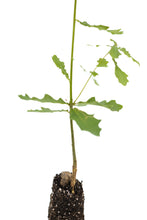 Load image into Gallery viewer, English Oak | Medium Tree Seedling | The Jonsteen Company