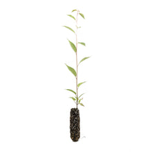 Load image into Gallery viewer, Flowering Cherry Blossom | Medium Tree Seedling | The Jonsteen Company