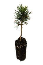 Load image into Gallery viewer, Foxtail Pine | Medium Tree Seedling | The Jonsteen Company