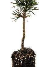 Load image into Gallery viewer, Foxtail Pine | Medium Tree Seedling | The Jonsteen Company