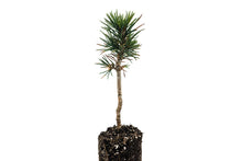 Load image into Gallery viewer, Foxtail Pine | Medium Tree Seedling | The Jonsteen Company