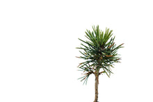 Load image into Gallery viewer, Foxtail Pine | Medium Tree Seedling | The Jonsteen Company