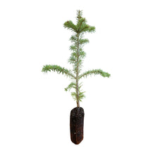 Load image into Gallery viewer, Fraser Fir | Medium Tree Seedling | The Jonsteen Company