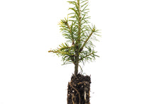 Load image into Gallery viewer, Fraser Fir | Small Tree Seedling | The Jonsteen Company