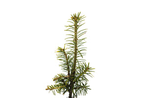 Fraser Fir | Small Tree Seedling | The Jonsteen Company