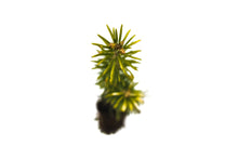Load image into Gallery viewer, Fraser Fir | Small Tree Seedling | The Jonsteen Company