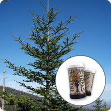 Load image into Gallery viewer, Fraser Fir | Mini-Grow Kit | The Jonsteen Company