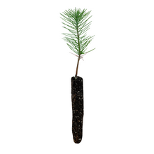 Load image into Gallery viewer, Ghost Pine | Nursery Lot of 30 Tree Seedlings | The Jonsteen Company