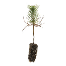 Load image into Gallery viewer, Ghost Pine | Small Tree Seedling | The Jonsteen Company