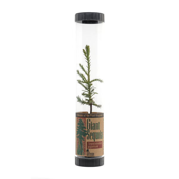 Giant Sequoia | Packaged Live Tree | The Jonsteen Company