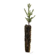Load image into Gallery viewer, Giant Sequoia | Small Tree Seedling | The Jonsteen Company