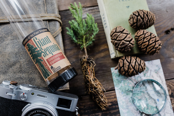 Giant Sequoia | Packaged Live Tree | The Jonsteen Company