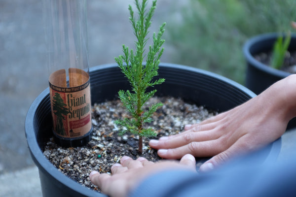 Giant Sequoia | Packaged Live Tree | The Jonsteen Company
