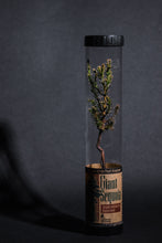 Load image into Gallery viewer, Giant Sequoia | Packaged Live Tree | The Jonsteen Company