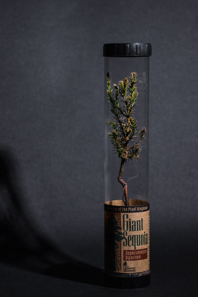 Giant Sequoia | Packaged Live Tree | The Jonsteen Company