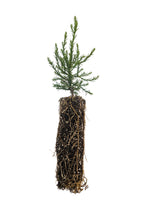 Load image into Gallery viewer, Giant Sequoia | Medium Tree Seedling | The Jonsteen Company