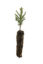 Load image into Gallery viewer, Giant Sequoia | Small Tree Seedling | The Jonsteen Company