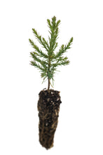 Load image into Gallery viewer, Giant Sequoia | Small Tree Seedling | The Jonsteen Company
