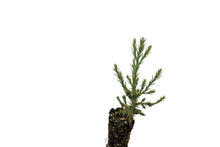 Load image into Gallery viewer, Giant Sequoia | Small Tree Seedling | The Jonsteen Company