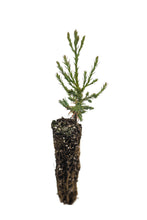 Load image into Gallery viewer, Giant Sequoia | Small Tree Seedling | The Jonsteen Company