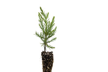 Load image into Gallery viewer, Giant Sequoia | Small Tree Seedling | The Jonsteen Company