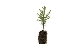 Load image into Gallery viewer, Giant Sequoia | Small Tree Seedling | The Jonsteen Company
