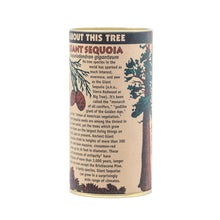 Load image into Gallery viewer, Giant Sequoia | Seed Grow Kit | The Jonsteen Company