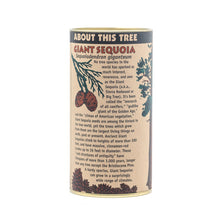 Load image into Gallery viewer, Giant Sequoia | Seed Grow Kit | The Jonsteen Company