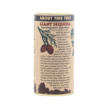 Load image into Gallery viewer, Giant Sequoia | Seed Grow Kit | The Jonsteen Company