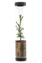 Load image into Gallery viewer, Giant Sequoia | Packaged Live Tree | The Jonsteen Company