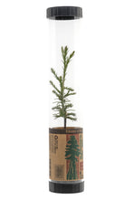 Load image into Gallery viewer, Giant Sequoia | Packaged Live Tree | The Jonsteen Company