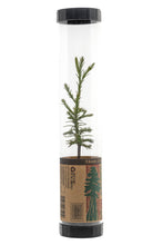 Load image into Gallery viewer, Giant Sequoia | Packaged Live Tree | The Jonsteen Company