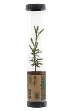 Load image into Gallery viewer, Giant Sequoia | Packaged Live Tree | The Jonsteen Company
