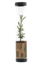 Load image into Gallery viewer, Giant Sequoia | Packaged Live Tree | The Jonsteen Company