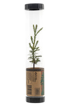 Load image into Gallery viewer, Giant Sequoia | Packaged Live Tree | The Jonsteen Company