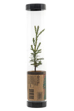 Load image into Gallery viewer, Giant Sequoia | Packaged Live Tree | The Jonsteen Company