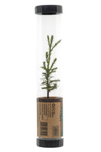 Load image into Gallery viewer, Giant Sequoia | Packaged Live Tree | The Jonsteen Company