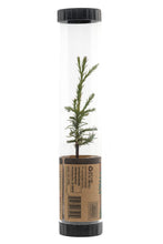 Load image into Gallery viewer, Giant Sequoia | Packaged Live Tree | The Jonsteen Company
