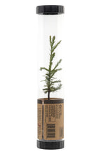 Load image into Gallery viewer, Giant Sequoia | Packaged Live Tree | The Jonsteen Company