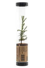 Load image into Gallery viewer, Giant Sequoia | Packaged Live Tree | The Jonsteen Company