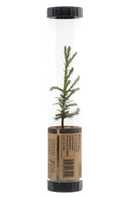 Load image into Gallery viewer, Giant Sequoia | Packaged Live Tree | The Jonsteen Company