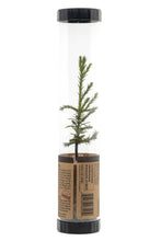 Load image into Gallery viewer, Giant Sequoia | Packaged Live Tree | The Jonsteen Company