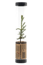 Load image into Gallery viewer, Giant Sequoia | Packaged Live Tree | The Jonsteen Company