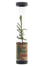 Load image into Gallery viewer, Giant Sequoia | Packaged Live Tree | The Jonsteen Company