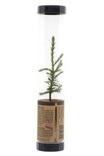 Load image into Gallery viewer, Giant Sequoia | Packaged Live Tree | The Jonsteen Company