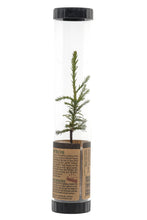 Load image into Gallery viewer, Giant Sequoia | Packaged Live Tree | The Jonsteen Company