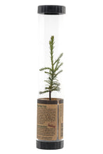 Load image into Gallery viewer, Giant Sequoia | Packaged Live Tree | The Jonsteen Company