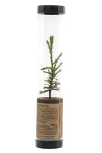 Load image into Gallery viewer, Giant Sequoia | Packaged Live Tree | The Jonsteen Company