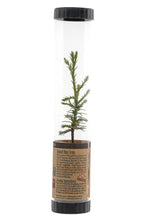 Load image into Gallery viewer, Giant Sequoia | Packaged Live Tree | The Jonsteen Company